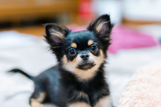 Chihuahua Puppy Bilder – Durchsuchen 133,808 Archivfotos, Vektorgrafiken  und Videos | Adobe Stock