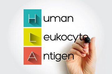 HLA Human Leukocyte Antigen - complex of genes on chromosome 6 in humans which encode cell-surface...