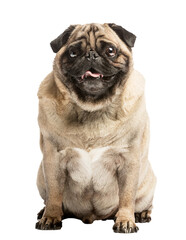 Pug dog isolated on transparent white background
