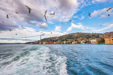 Seagulls over the Bosphorus, Istanbul