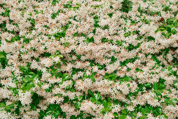Green background with dense leaves of jasmine bushes with white flowers, can be used for a template...