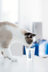 White-gray cat drinking water from the glass. The cat feel thirsty. Domestic cat at the kitchen....