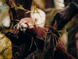 Tierportrait - Roter Panda frisst Bambusblätter in einem Freigehege