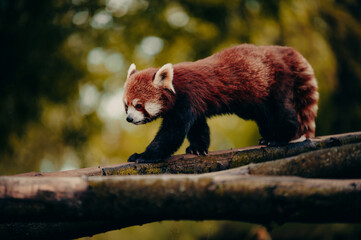 Tierportrait - Roter Panda läuft über einen Ast in einem Freigehege