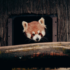 Tierportrait - Roter Panda schaut aus seiner Hütte in einem Freigehege