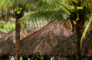 Water Villa, Tropical bungalow and palm tree closeup at tropical beach.