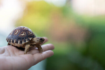 Baby Tortoise on the hand of woman on blurred nature blackground.