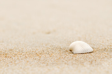 Sea shell in sand pile background. Summer photo of beach decoration.