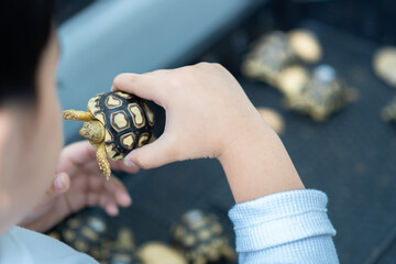 Selective focus and back view of the boy hands holding plays with the baby turtle