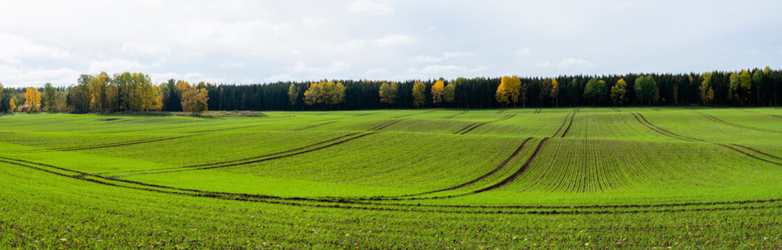 Plowed field and forest under clouds