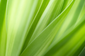 Nature of green leaf in garden at summer. Natural green leaves plants using as spring background cover page greenery environment ecology lime green wallpaper