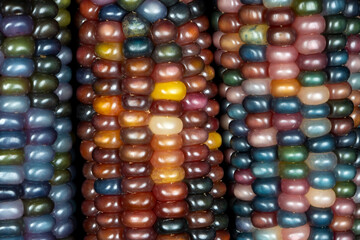 Glass Gem corn (botanically classified as Zea mays). This variety produces gorgeous multicoloured...