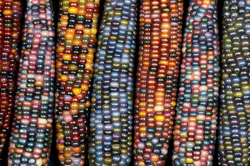 Glass Gem corn (botanically classified as Zea mays). This variety produces gorgeous multicoloured glass bead- or gem-like cobs.