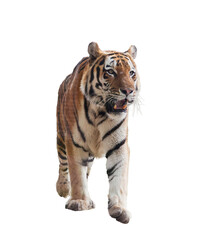 Tiger walking isolated on transparent white background