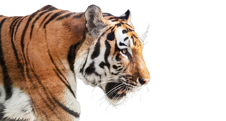Tiger side view portrait isolated on transparent white background