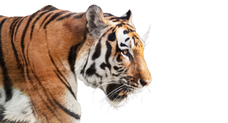 Tiger side view portrait isolated on transparent white background