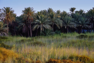Beautiful palm plantations and green nature with sunlight shining on green trees
