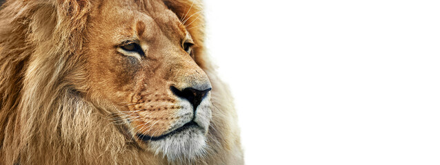 Lion close-up portrait isolated on transparent white background