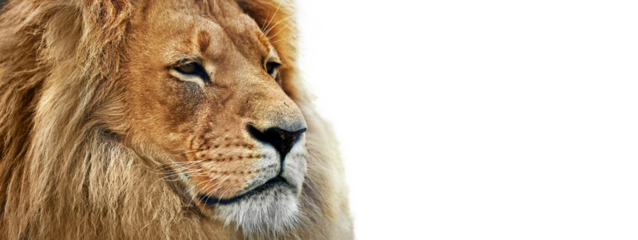 Lion close-up portrait isolated on transparent white background