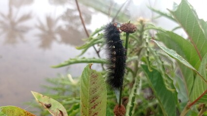 Beautiful Flower and Green Plant
