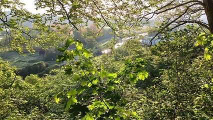 Fototapeta premium Blick ins Ruhrtal bei Sonnenschein