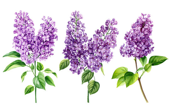Set of beautiful lilac flowers on isolated white background, Violet watercolor illustration, blossoming lilac branch. 
