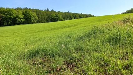 Obraz premium Feld und Wald im Sonnenschein mit blauem Himmel
