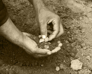 Male hands choose stones from the ground