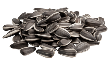 sunflower seed, isolated on white background, full depth of field