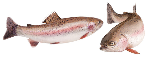 rainbow trout, isolated on white background, full depth of field