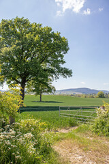 Fototapeta na wymiar Summertime rural country road scenery in England.