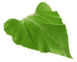 Sunflower leaves, isolated on white background, full depth of field