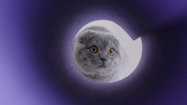 A beautiful Scottish Fold cat is playing in the tunnel. Cats are pets