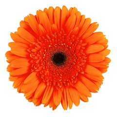 Gerbera, daisy flower, isolated on white background, full depth of field