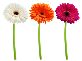 Gerbera, daisy flower, isolated on white background, full depth of field