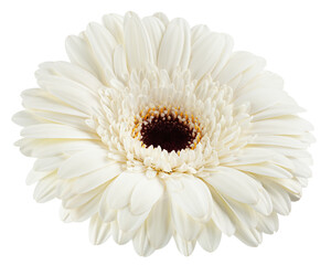 Gerbera, daisy flower, isolated on white background, full depth of field