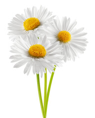 chamomile isolated on white background, full depth of field