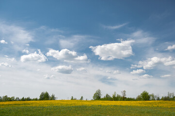 Latvian landscape with white cumulus clouds in blue sky over blooming dandelion field in summer day