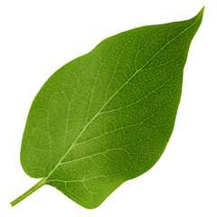 Fototapeta na wymiar Lilac leaf isolated on white background, full depth of field