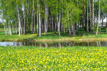 Obraz premium Latvian landscape with a white birch grove and a blooming dandelion field on a sunny spring day