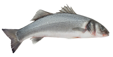 Seabass isolated on white background, full depth of field
