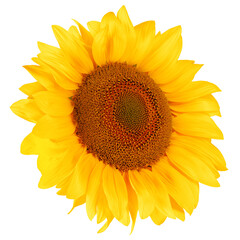 Fototapeta premium sunflower, isolated on white background, full depth of field