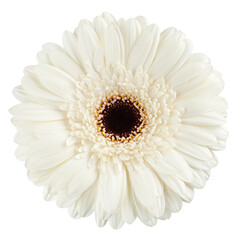 Gerbera, daisy flower, isolated on white background, full depth of field