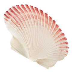 scallops sea shell isolated on white background, full depth of field