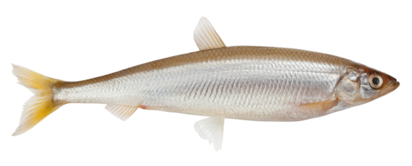 smelt fish, isolated on white background, full depth of field