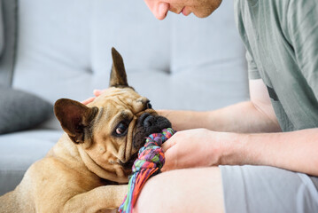 dog french bulldog brought a toy rope to the owner to play
