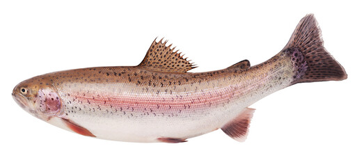 rainbow trout, isolated on white background, full depth of field