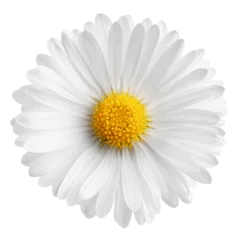 Draagtas chamomile isolated on white background, full depth of field © grey