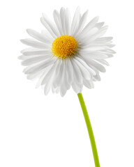 chamomile isolated on white background, full depth of field