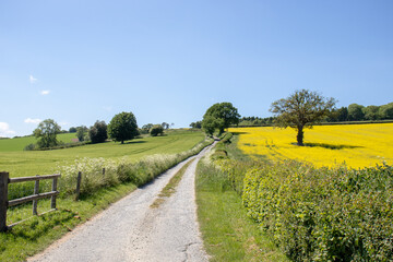 Fototapeta na wymiar Summertime crops in rural England